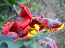 Tulipa Rococo (2010, April 18)