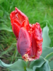 Tulipa Rococo (2010, April 20)