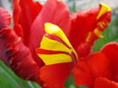 Tulipa Rococo (2010, April 23)