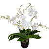 vase-phaleano-blanc-2-250