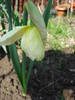 Narcissus Ice Follies (2009, April 05)