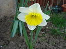 Narcissus Ice Follies (2009, April 06)