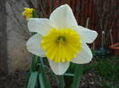 Daffodil Ice Follies (2009, April 06)