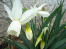 Daffodil Thalia (2010, April 05)