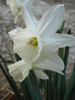 Narcissus Thalia (2010, April 08)