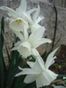 Narcissus Thalia (2010, April 11)