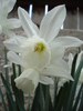 Narcissus Thalia (2010, April 11)