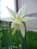 Narcissus Thalia (2010, April 11)