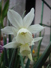 Narcissus Thalia (2010, April 14)