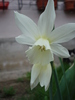 Narcissus Thalia (2010, April 14)
