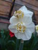 Narcissus Cheerfulness (2009, April 19)