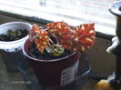 begonia