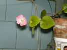 begonia