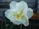 Narcissus Cheerfulness (2010, April 21)