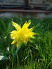 Daffodil Rip van Winkle (2009, April 05)