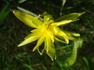 Daffodil Rip van Winkle (2010, March 30)