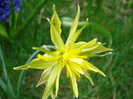 Daffodil Rip van Winkle (2010, April 05)