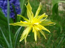 Daffodil Rip van Winkle (2010, April 05)