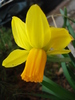 Narcissus Jetfire (2010, March 30)