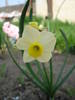 Daffodil Minnow (2009, April 10)