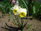 Daffodil Minnow (2009, April 16)