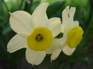 Narcissus Minnow (2010, April 13)