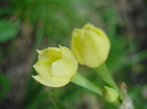 Narcissus Minnow (2010, April 24)