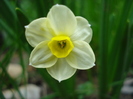 Narcissus Minnow (2010, April 24)