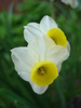 Narcissus Minnow (2010, April 29)