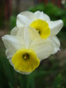 Narcissus Minnow (2010, April 29)