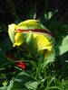 Tulipa Texas Flame (2009, May 06)