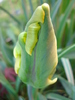 Tulipa Texas Flame (2010, April 28)