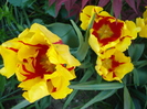 Tulipa Texas Flame (2010, May 02)