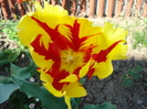 Tulipa Texas Flame (2010, May 02)