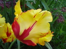 Tulipa Texas Flame (2010, May 05)