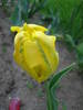 Tulipa Texas Gold (2009, May 01)