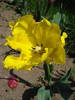 Tulipa Texas Gold (2009, May 01)