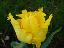 Tulipa Texas Gold (2009, May 09)