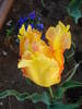 Tulipa Texas Gold (2009, May 09)