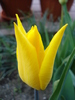 Tulipa Flashback (2010, April 18)