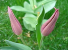 Tulipa Maytime (2010, April 15)