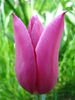 Tulipa Maytime (2010, April 16)