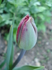 Tulipa Midnight Magic (2010, April 27)