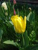 Tulipa Candela (2009, April 11)