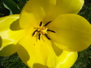 Tulipa Candela (2010, April 08)