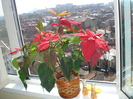 FLOAREA MEA  CREDE CA VINE CRACIUNUL:))