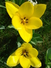 Tulipa Candela (2010, April 09)