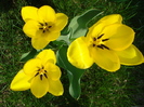 Tulipa Candela (2010, April 09)