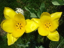 Tulipa Candela (2010, April 10)