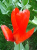 Tulipa Red Emperor (2010, April 11)
